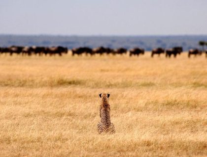 Nomad Tarangire, Crater and Serengeti Safari