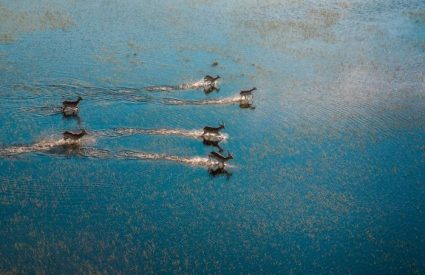 Why does the Okavango Delta flood?