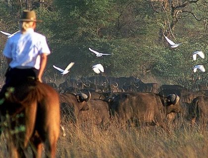 Horse riding safaris in Botswana
