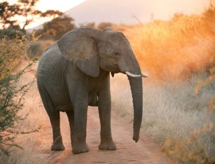 Pilanesberg elephant at sunrise 