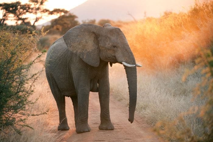 Pilanesberg elephant at sunrise 