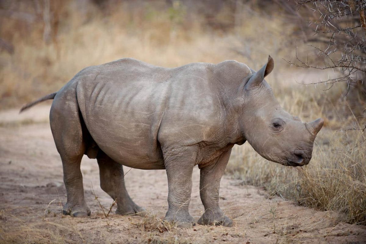 Cedarberg Travel | Londolozi Private Granite Suites