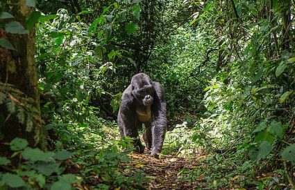 Gorilla Tracking in Rwanda vs Uganda?