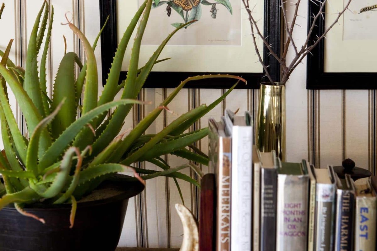 Cedarberg Travel | San Camp