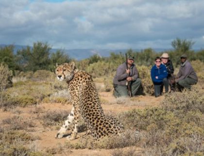 Sanbona Tilney Manor - walking safari with cheetah