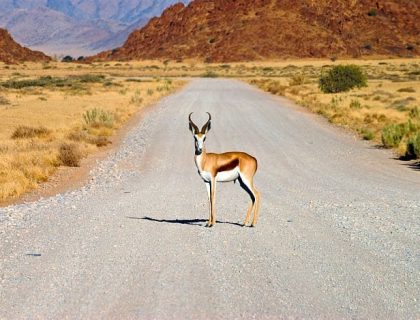 Cape to Namibia Self-drive