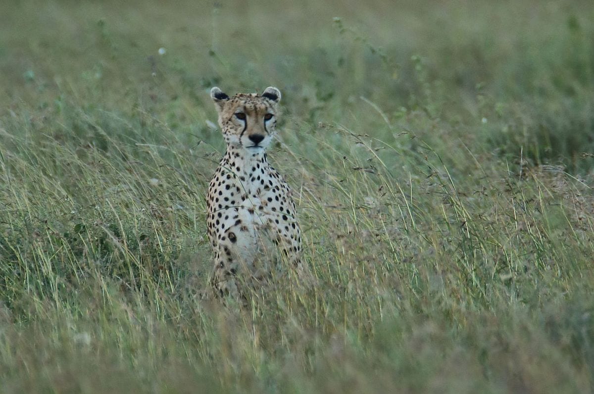 Serengeti cheetah