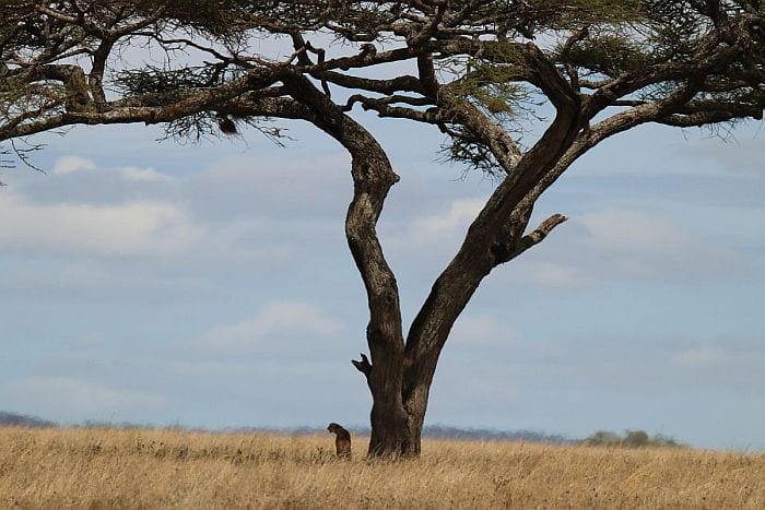 Serengeti National Park 