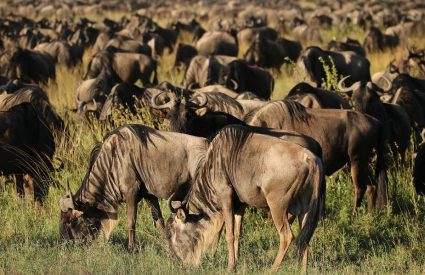 Best time to see the Wildebeest Migration?