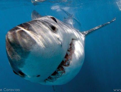 Great White Sharks and Shark Cage Diving in Gansbaai