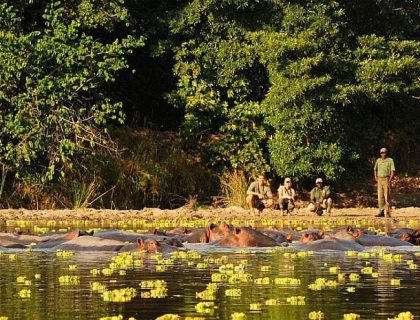 South Luangwa Safari - Rivers and Rainbow safari