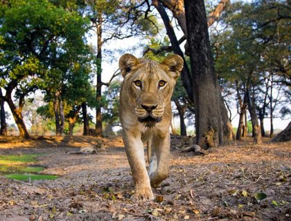 South Luangwa Safari with Time + Tide