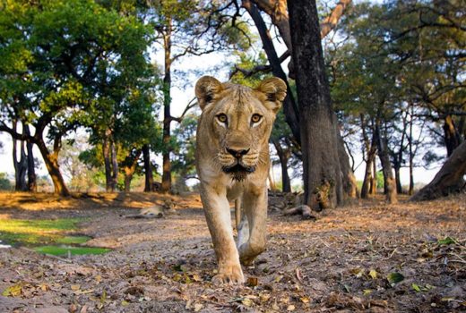South Luangwa Safari with Time + Tide