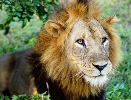 Luxury Zambian Meander Safari