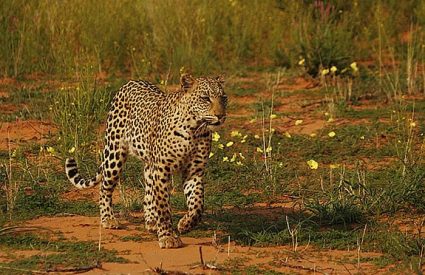 Ta Shebube Polentswa Camp