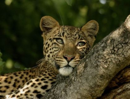 Tanzania Discovery Safari