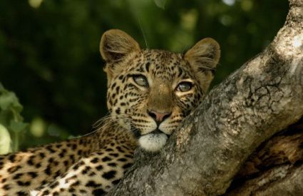 Tanzania Discovery Safari