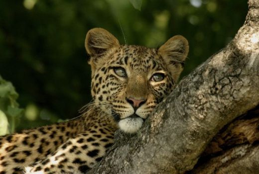 Tanzania Discovery Safari