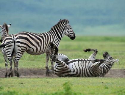 Northern Tanzania Highlights & Zanzibar