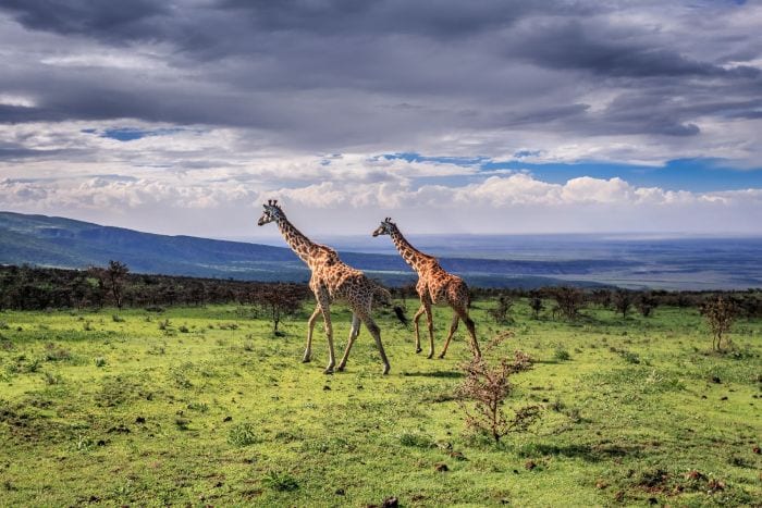 Best time for a safari in East Africa -Tanzania_Serengeti