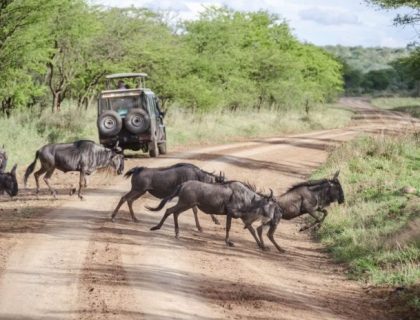 Sky Safari in Tanzania