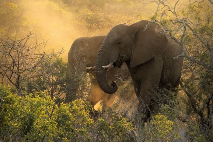 Cedarberg Travel | Cape Town, Zulus & Pearls