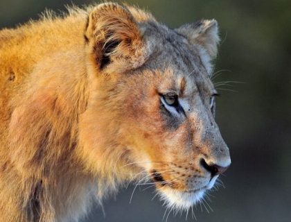 Cape & Kruger Private Tour