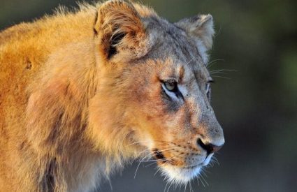 Cape & Kruger Private Tour