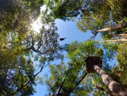 Tsitsikamma Treetop Canopy Tour