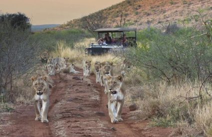 Tuningi Safari Lodge