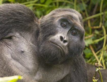 Best of Uganda Scheduled Safari