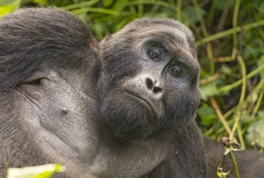 Best of Uganda Scheduled Safari