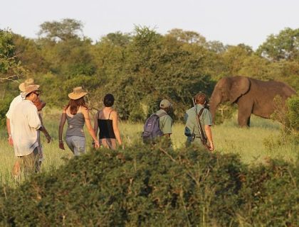 Rhino Walking Safari in the Kruger