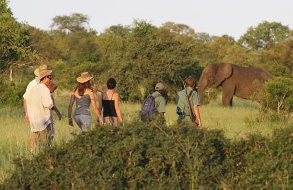 Rhino Walking Safari in the Kruger