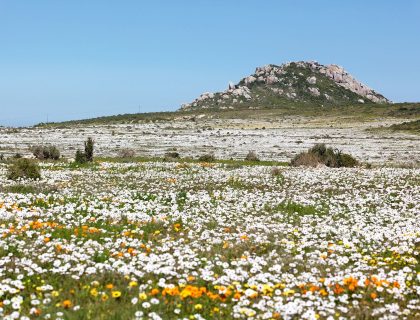 Viewing the Spring Wild Flowers