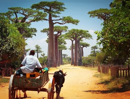 Western Madagascar Adventure