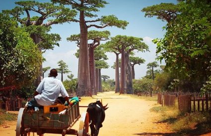 Western Madagascar Adventure