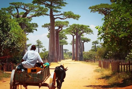 Western Madagascar Adventure