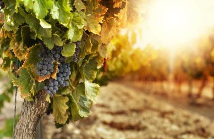 Cape Kaleidoscope & Kruger Offer