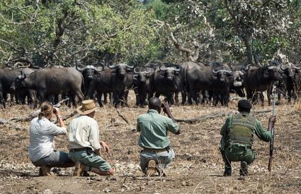 Zambia Mobile Walking Safari with Robin Pope Safaris
