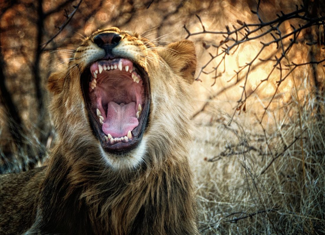 Cedarberg Travel | Hwange Explorer by Air