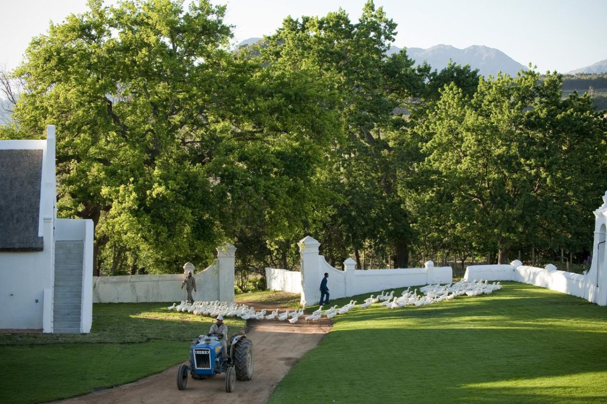 Cedarberg Travel | Babylonstoren Hotel & Wine Estate
