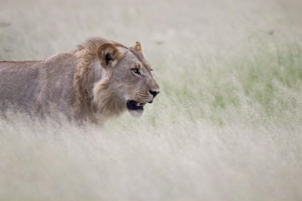 African safaris in April - lion on hunt in the Savute