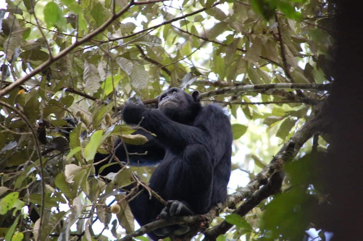 Cedarberg Travel | Budongo Eco Lodge
