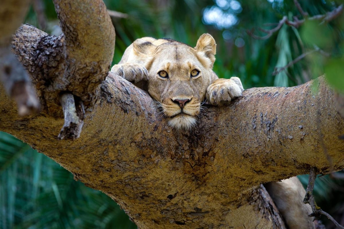 Cedarberg Travel | Busanga Bush Camp