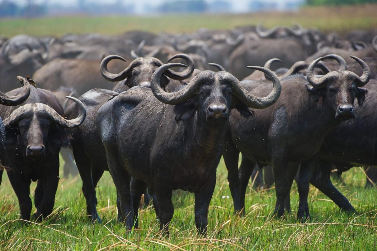 Cedarberg Travel | Busanga Bush Camp