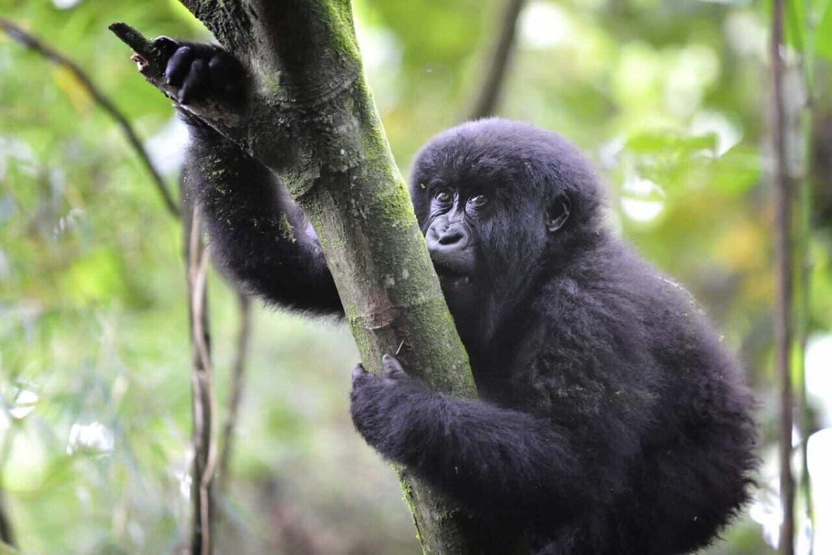 Cedarberg Travel | Bwindi Lodge