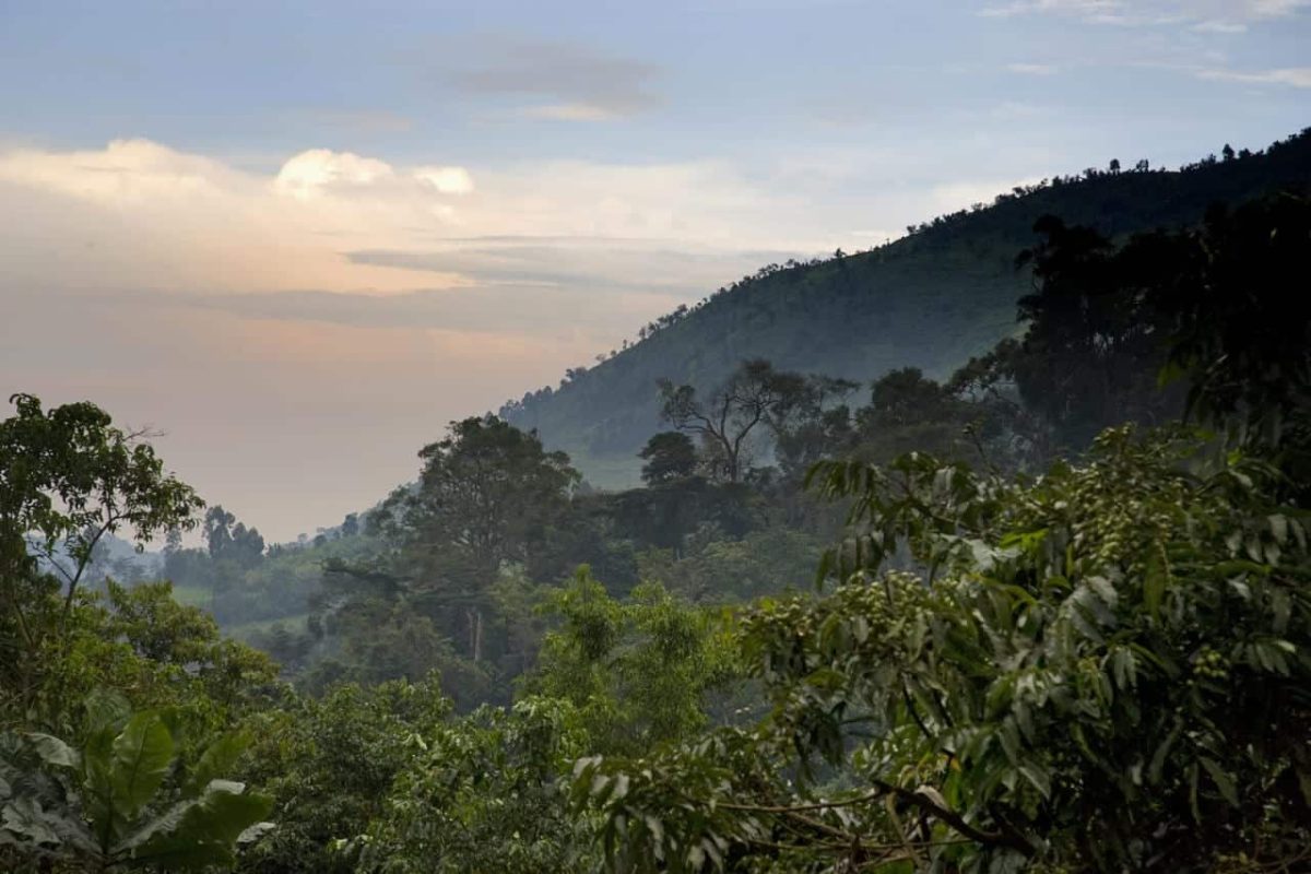 Cedarberg Travel | Bwindi Lodge