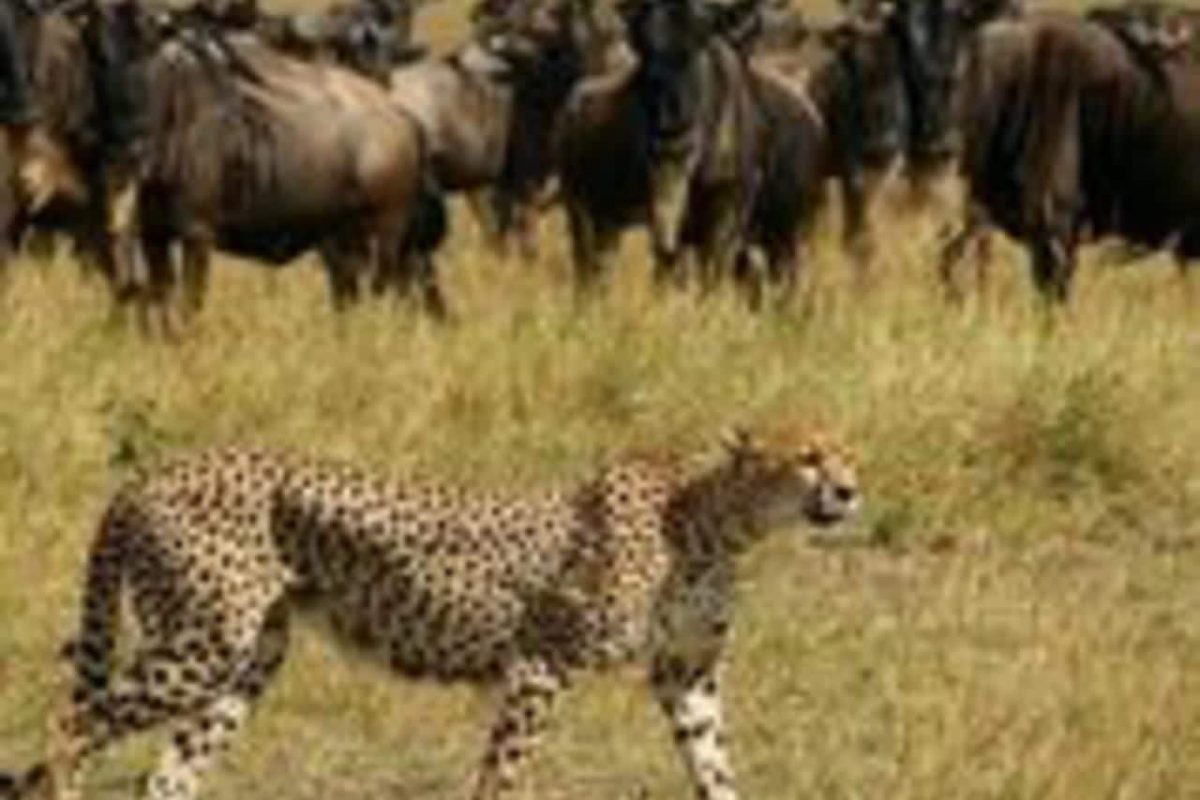 Cedarberg Travel | Kenyan Exploration Fly-in Safari