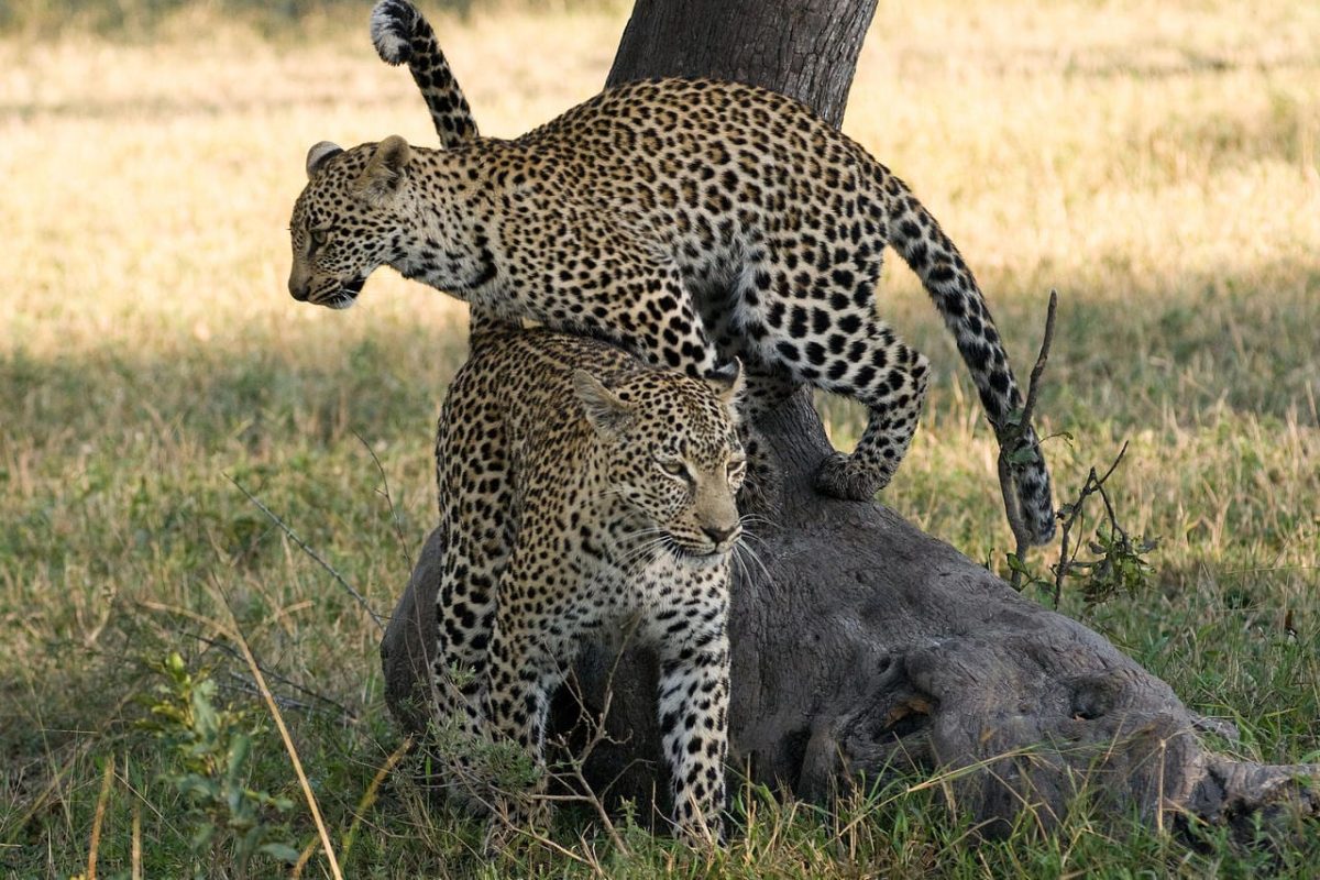 Cedarberg Travel | Elephant Plains Game Lodge